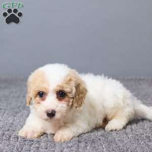 Kate, Bich-Poo Puppy